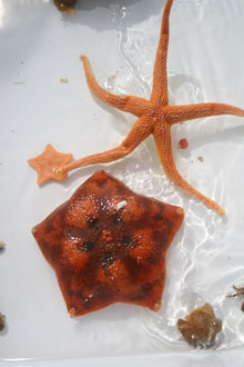 Cordell Bank specimens starfish