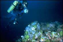 Cordell Expedition diver on Cordell Bank, Credit: Cordell Expeditions