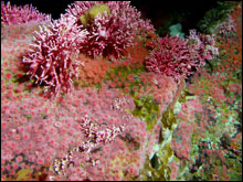 California hydrocoral surrounded by other invertebrates on Cordell Bank