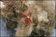 Brittle star on sponge sample collected during marine debris removal expedition.