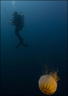 Diver descending to the Bedfordshire amidst a school of jellyfish.