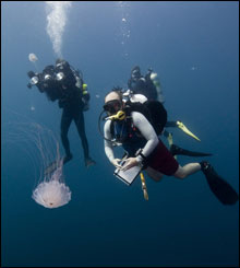 Divers, John McCord (UNC CSI) and Joe Hoyt (MNMS) ascend through the jellyfish Photo credit: Tane Casserley/NOAA