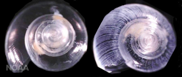 shown here in laboratory conditions are (left) a pteropod that has lived for six days in normal waters and (right) a pteropod showing the effects of living in acidified water for the same time period.