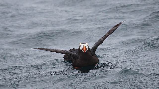 tufted puffin on water
