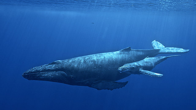 whale and calf