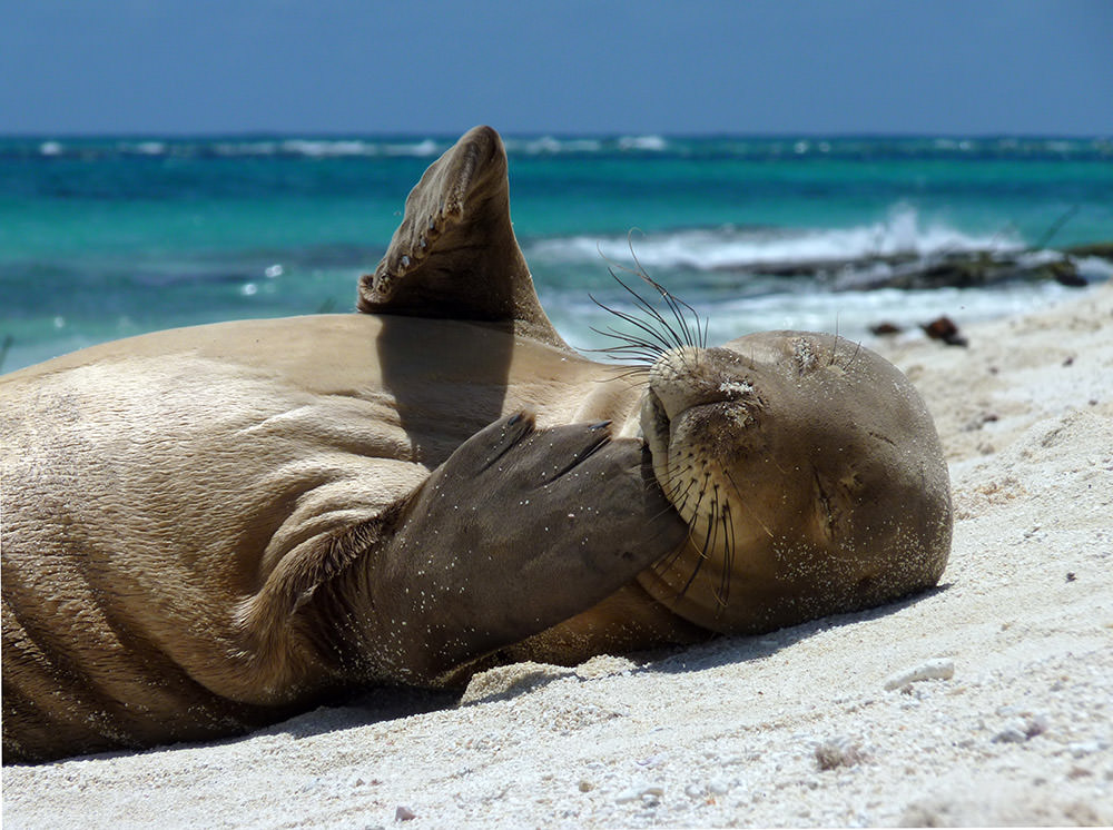 a Hawaiian monk seal relaxes on a beach