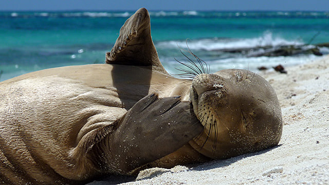 hawaiian monk seal lying on the beach