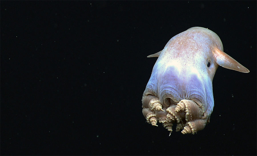 photo of a dumbo octopus