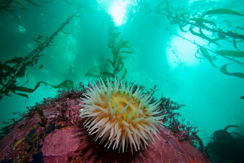 photo of a kelp forest and anemone