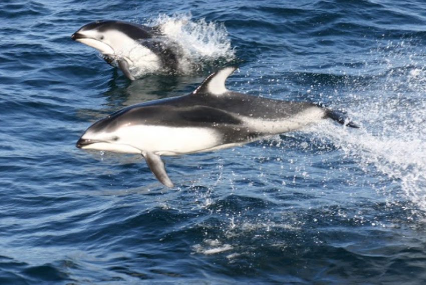 photo of 2 pacific white sided dolphins