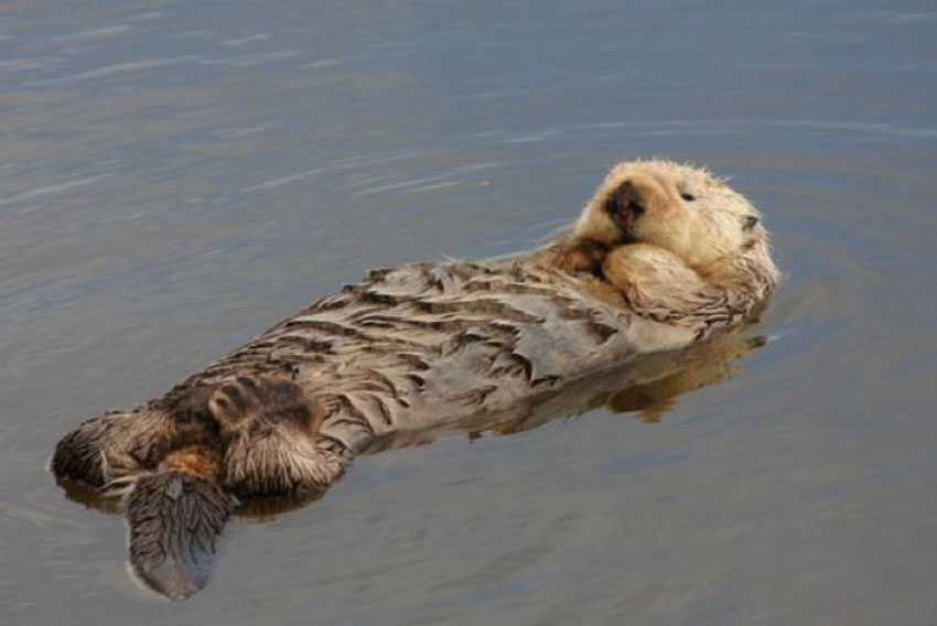 photo of a an otter