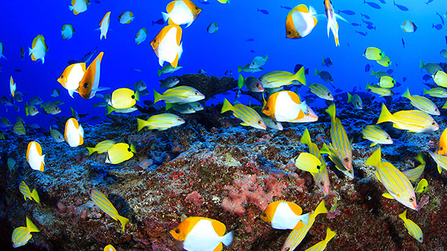 Fishes on a deep reef at Pearl and Hermes Atoll in Papahānaumokuākea Marine National Monument