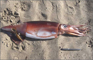 Humboldt squid, also called Jumbo squid, have recently expanded their range northward from Baja and southern California, and periodically wash ashore on central California beaches.