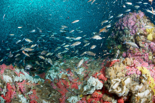 A school of small fishes swimming over coral