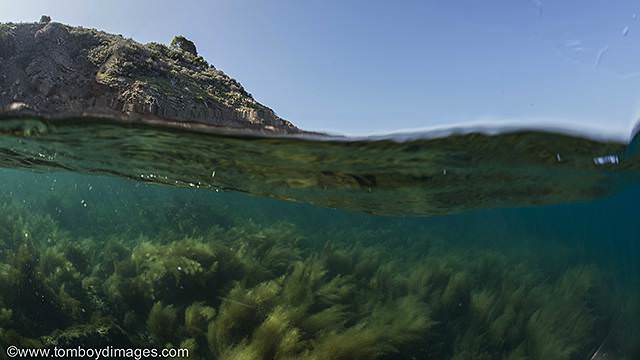under water view of Sargassum horneri around Channel Islands National Marine Sanctuary