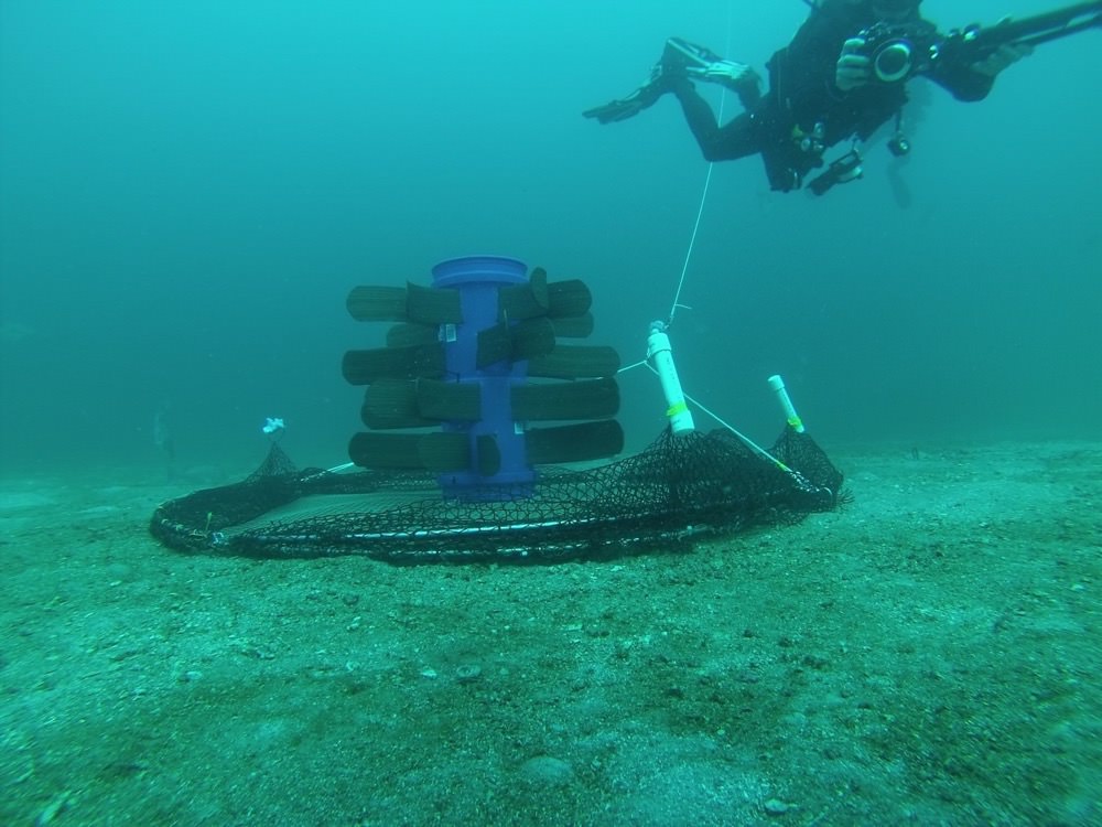 a fish aggregation device (fad) with two hinged half-hoops covered in mesh netting lie open. a diver is filming near the trap