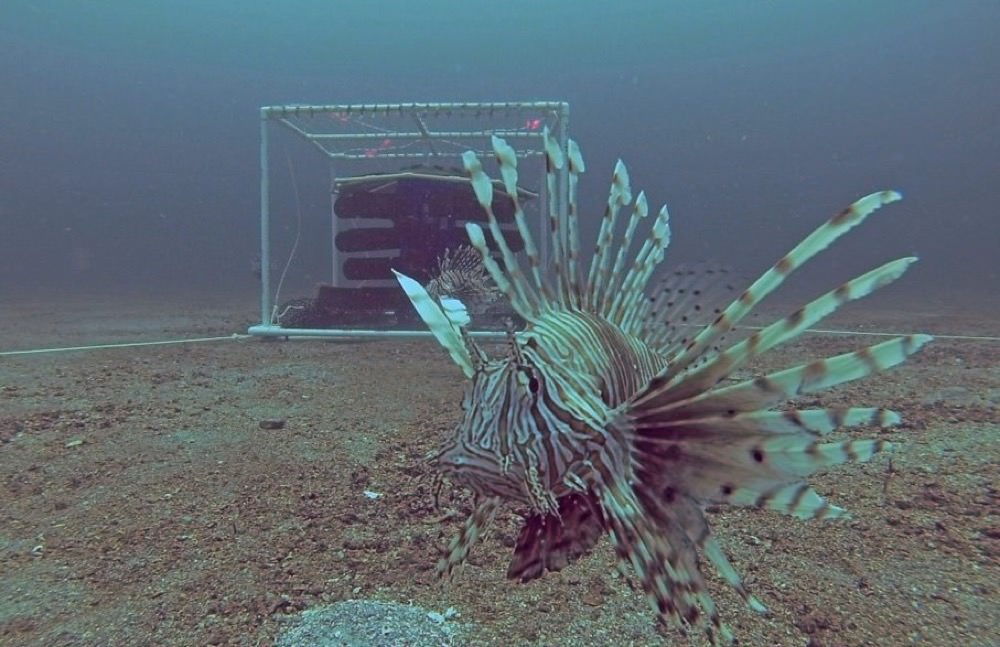 Marine Sanctuary Scientist Steve Gittings Fights Invasive Lionfish