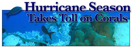 Hurricane coral banner