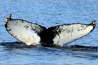 photo of whale tail