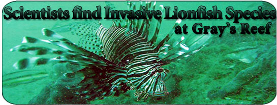 Invasive lionfish found in Gray's Reef