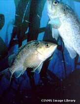 Rockfish in Channel Islands National Marine Sanctuary