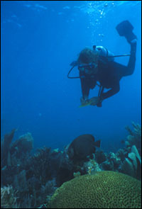 Tortugas Reef Survey