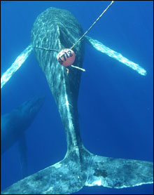 Entangled Whale.