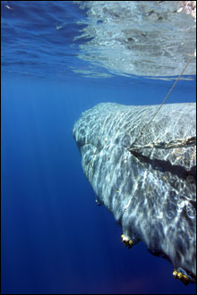 A hooked knife - sharp on the inside, but dull on the outside  is attached to the entangling gear just behind the humpback's left pectoral flipper.