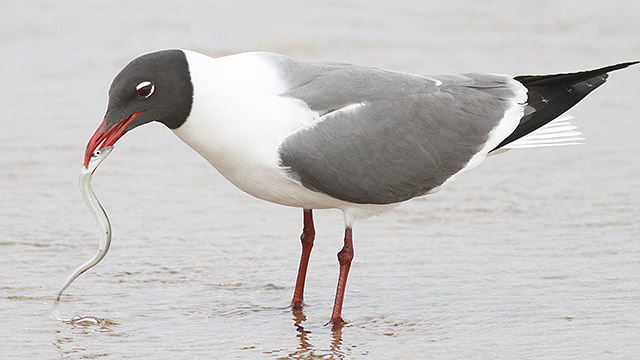 laughing gull with sand lance in beak