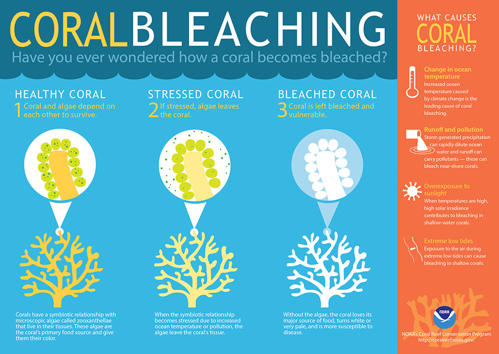 infographic describing coral bleaching