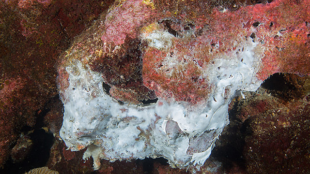 A white mat of unknown material coats a dying sponge