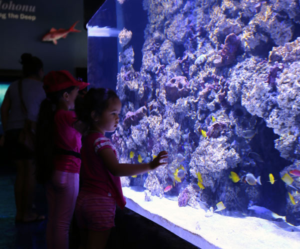 Photo of a little girl looking at the aquarium in  the discovery center