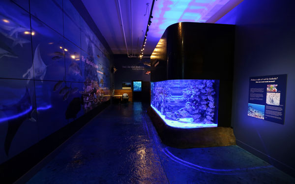 Photo of aquarium and mural at the mokupapapa discovery center