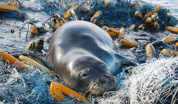seal resting on marine debris