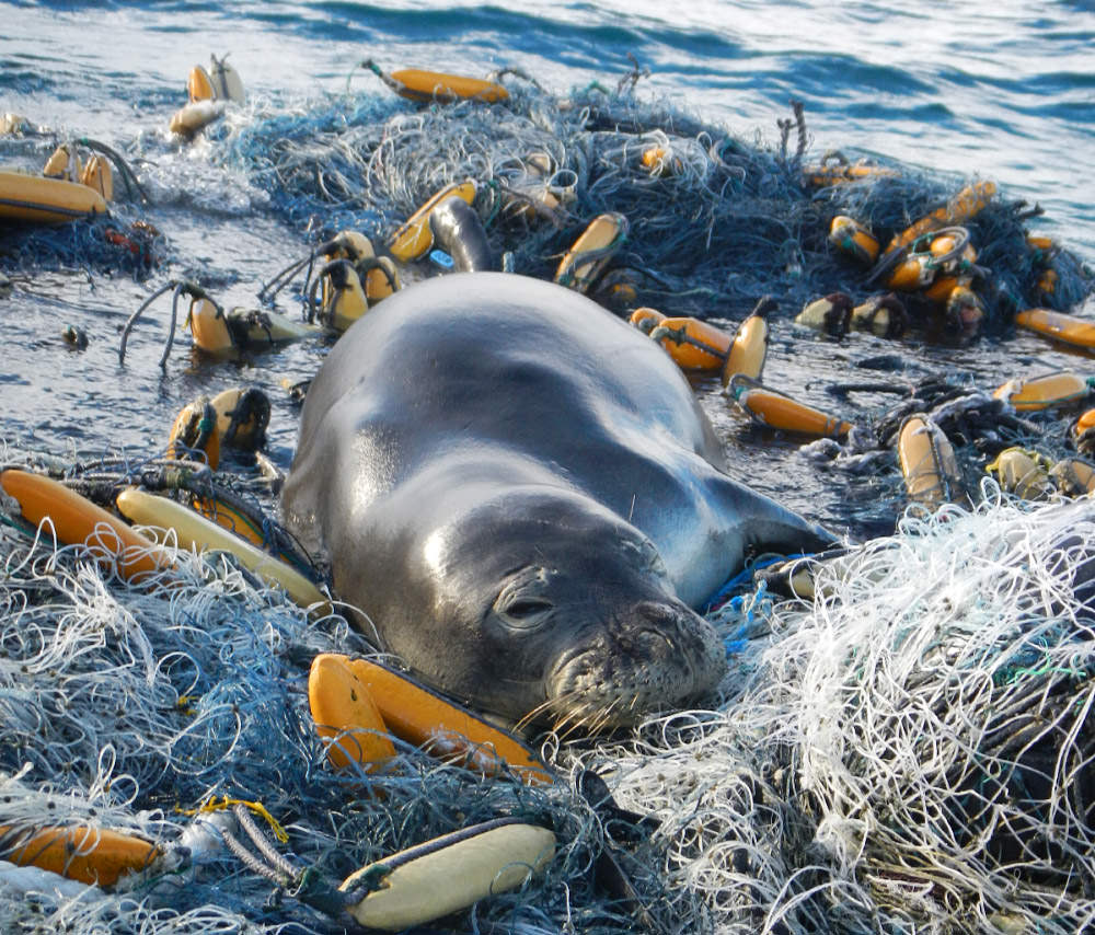 monk seal resting on fishing nets marine debris in the ocean