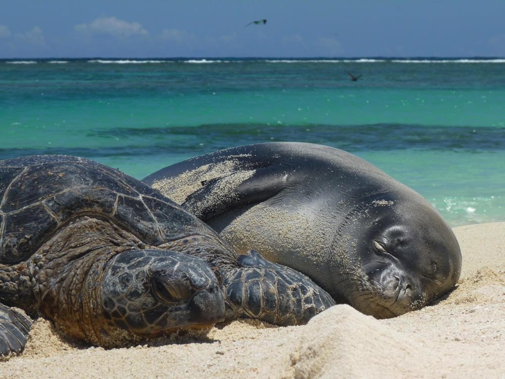 a Hawaiian monk seal and turtle rest on a beach