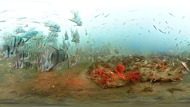 school of atlantic spadefish