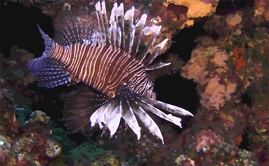 lionfish swimming