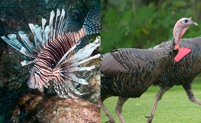 photo of a turkey and photo of a lionfish