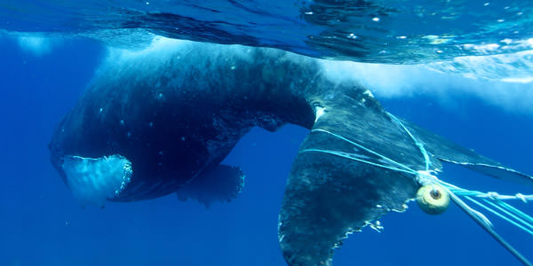 marine debris wrapped around a whale's tail