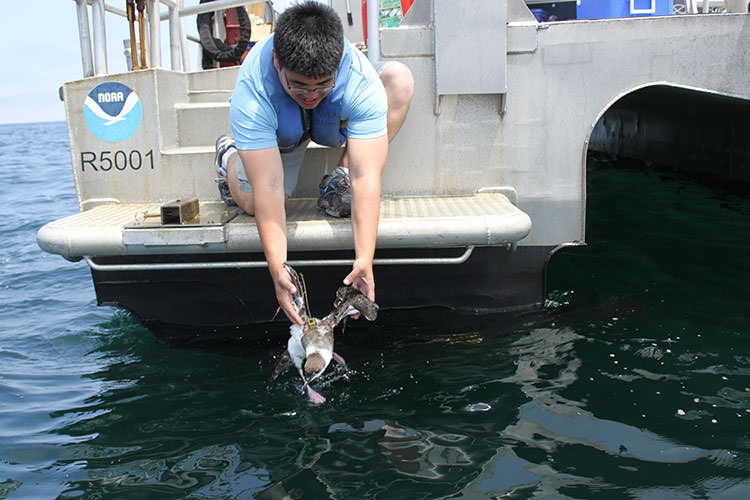 photo of a volunteer releasing a shearwater after being tagged.
