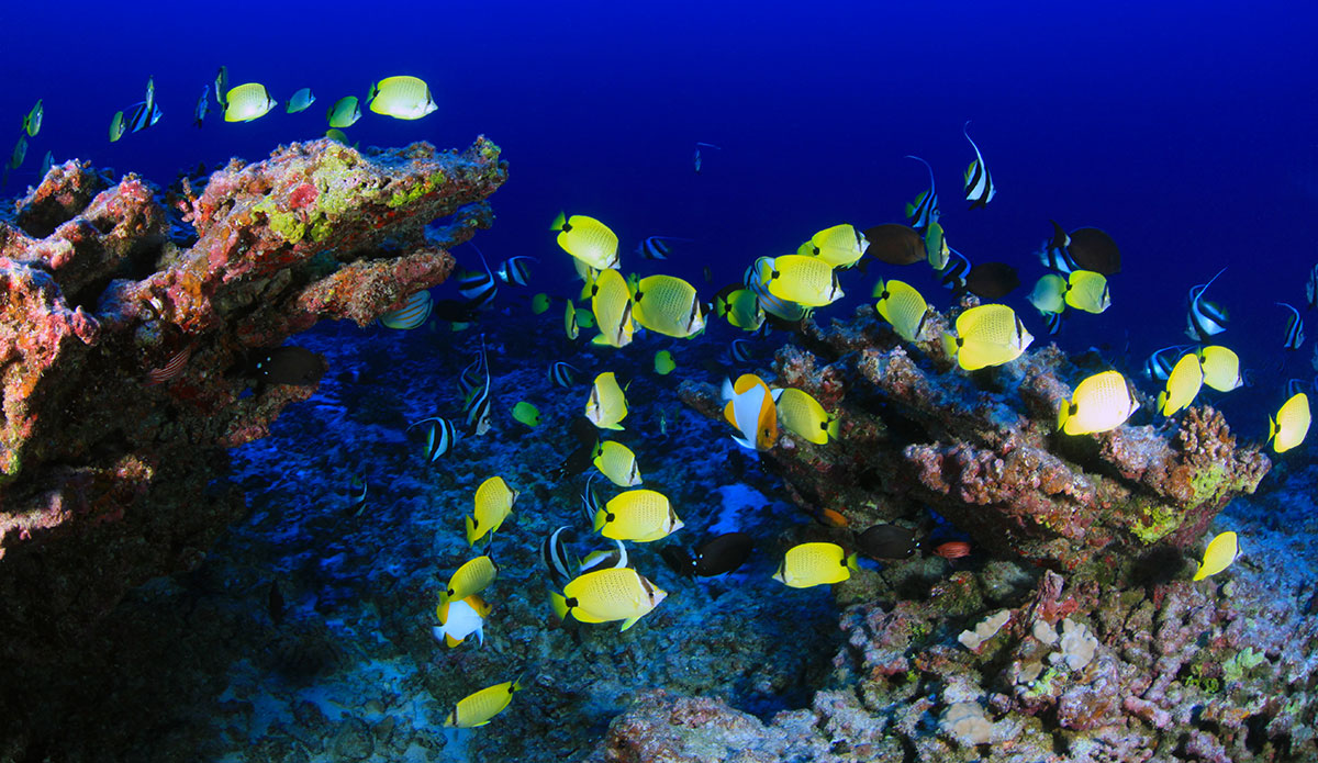 photo of colorful fish