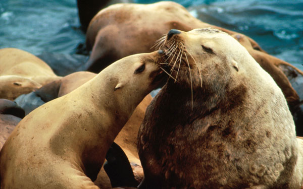 photo of sea lions
