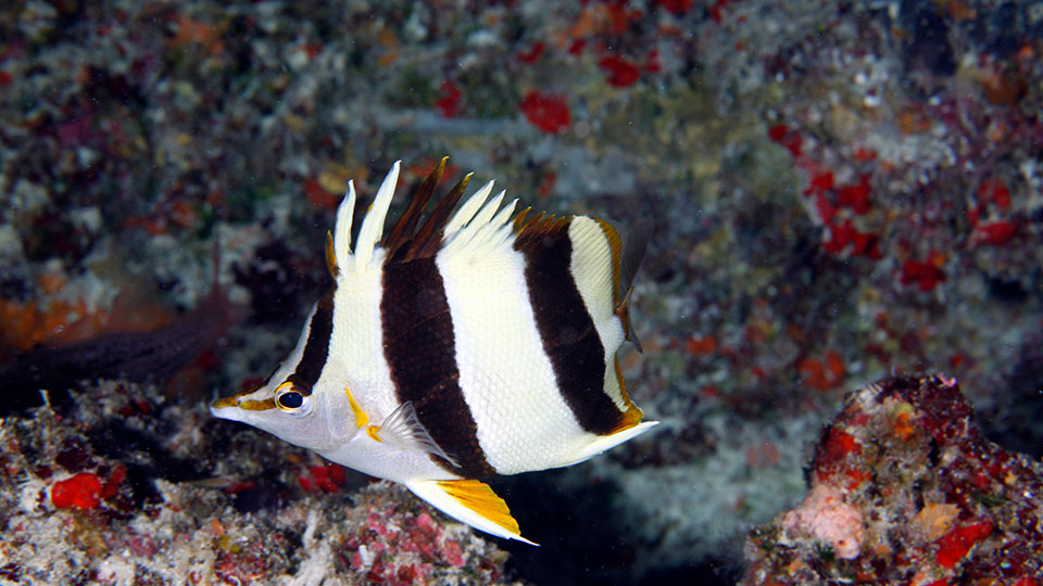 photo of a butterfly fish