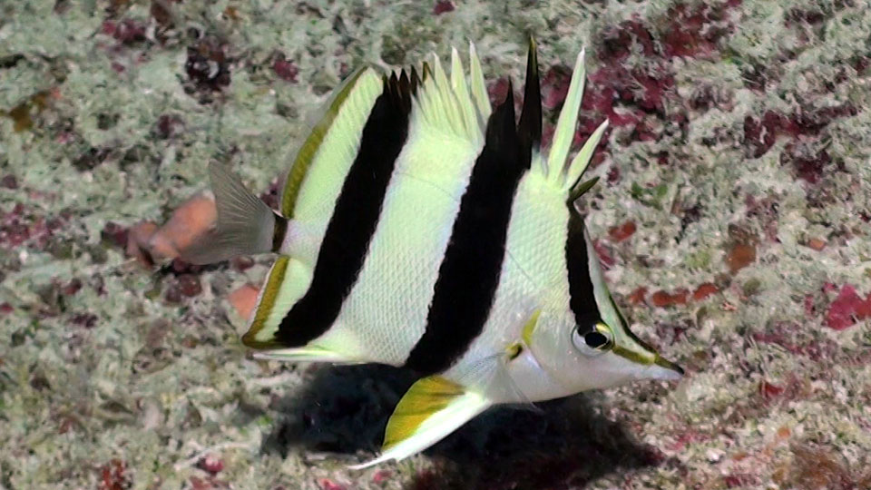 photo of a butterfly fish