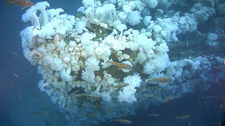 Starboard bow view covered in white plumose sea anemones