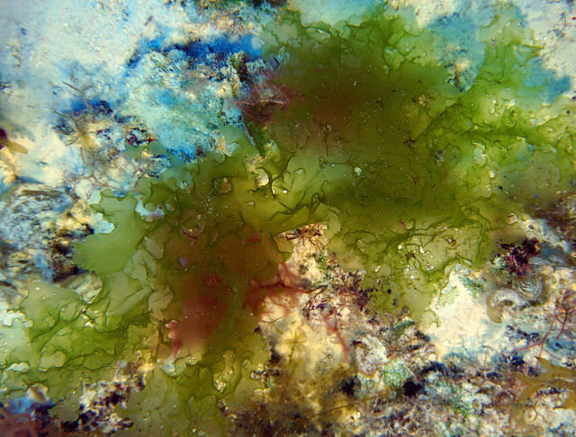 underwater photo of algae found at kure atoll