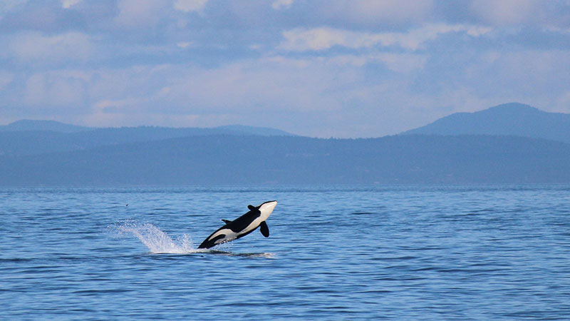 photo of orca breaching