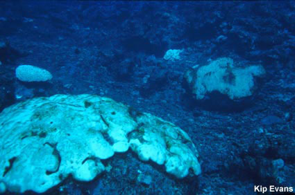 photo of coral bleaching