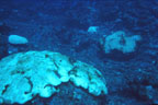 photo of a bleached coral head